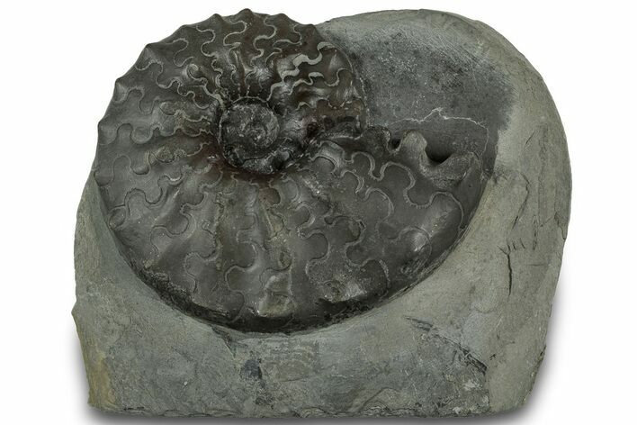 Triassic Ammonite (Ceratites sublaevigatus) Fossil - Germany #319184